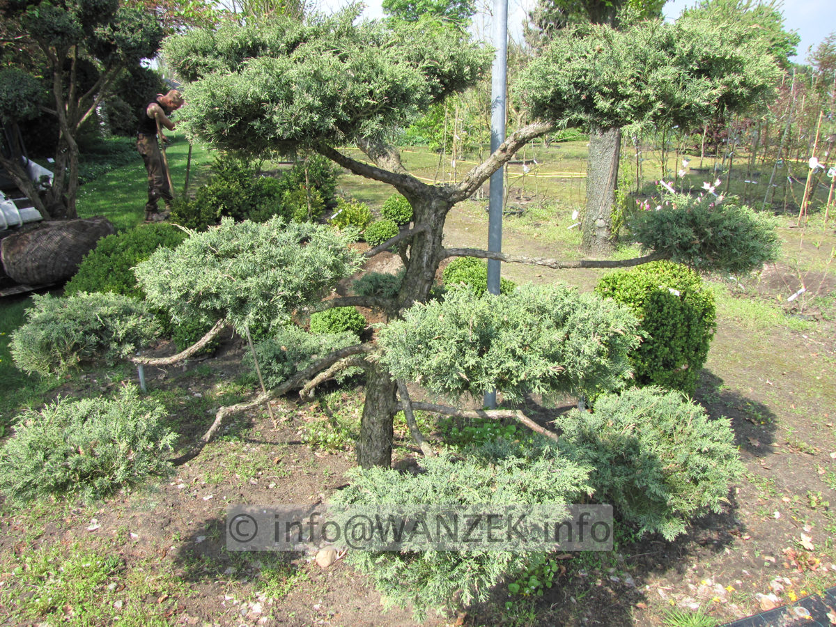 Juniperus virginiana Blue Mountain als Bonsai 2x4m-1.JPG